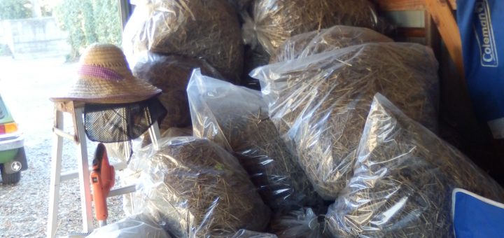 前回積み上げていた枯草