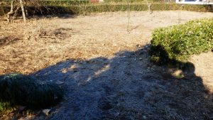 日陰は、霜が降りてしまっている。やはり北関東は寒い