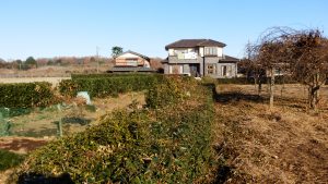 今回はバッテリ切れで刈り残した境界のお茶の木の剪定