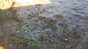 あと、実家の家から隣の畑にかけての雑草取りを実施した。