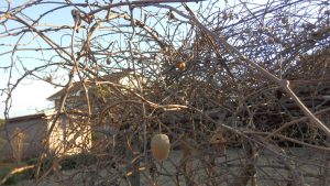 かなりでかいキューイができていた。