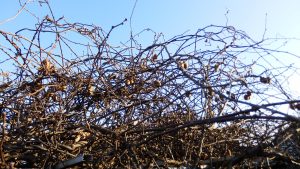 意外にキューイを取り残していることが分かった