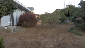 結構細かい雑草が生えていたけど綺麗にした。