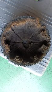 外してみると中まで侵食している。