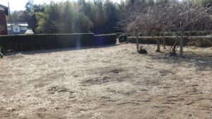 午後はこの分の雑草の掘り起こしを行う