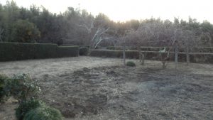 とりあえず、全体の2/3程度の雑草の掘り起こしが完了した。