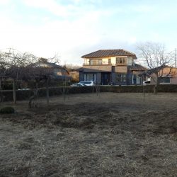 枯れた雑草取りは残り1/3まで来た。