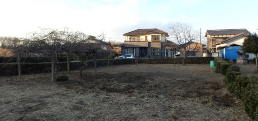 枯れた雑草取りは残り1/3まで来た。