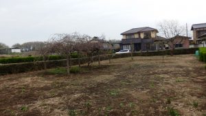 暖かくなってきたので雑草が生え始めた。