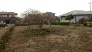 キュウイの下は雑草取りをしなかったので、今回は綺麗にする