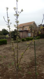 梨の花を始めて見た