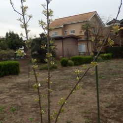 梨の花を始めて見た