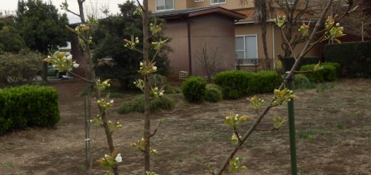 梨の花を始めて見た