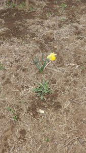 水仙も咲き始めた