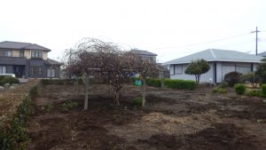 キュウイの下の雑草取りもやった