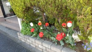 家のチューリップが咲いている。