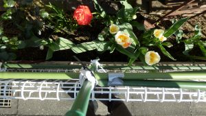 いろいろな色のチューリップが咲いている