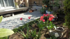 赤が早く咲いてきた