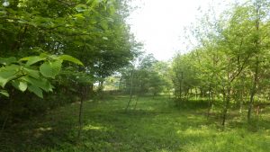 3か月ぶりに栗畑の草刈りにやってきた。