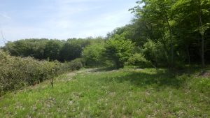 暖かくなってきたので雑草も伸びてきた。