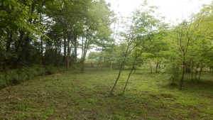 軽く全体を刈ってみた。