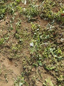 水仙かと思って残しておいたのが花が咲いた。これなんだろう？