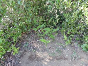 しょうがも枯れたかと思ったけど、復活してきた。