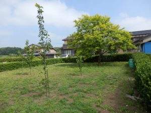 2週間たって、ちょこちょこ雑草がある。
