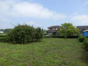 2週間たって、ちょこちょこ雑草がある。