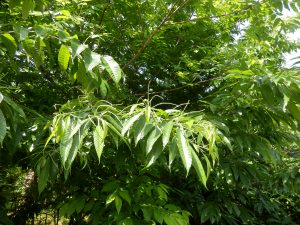 栗の花が出つつある。次回は咲くだろうなあという感じ