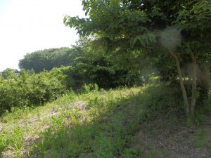 ここは、前回からなかったから、一か月たったところ。
