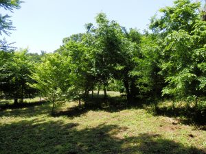 まずは、栗畑から軽い草刈りは始めた