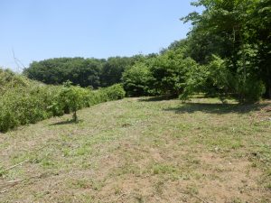 まずは、栗畑から軽い草刈りは始めた