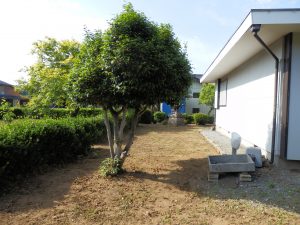 実家の隣に庭も軽く刈っておく。