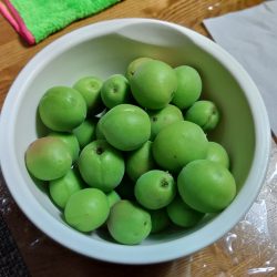 今年の梅の実の収穫 今年収穫された梅