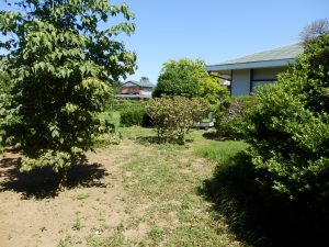 2週間で生える雑草