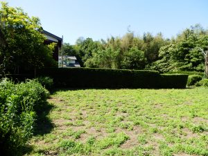 2週間で生える雑草