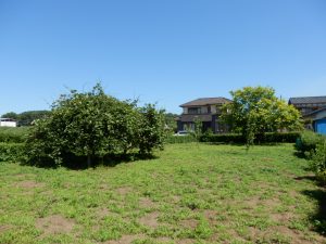 2週間で生える雑草