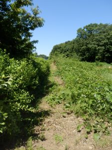 隣との境界はやぶもあり、実に雑草が凶悪になっている