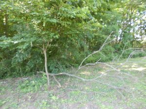 隣の山林の枯れ木がここ最近の強風で倒れてきている