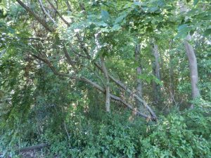 隣の山林の枯れ木がここ最近の強風で倒れてきている
