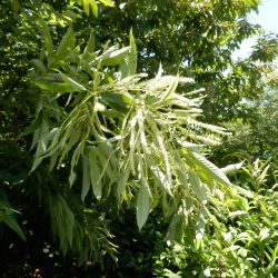 藤岡の草刈りを実施。サボると今後が大変なのでやるしかない 栗の花も盛大に咲いている。