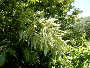 栗の花も盛大に咲いている。