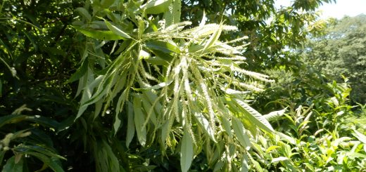 栗の花も盛大に咲いている。