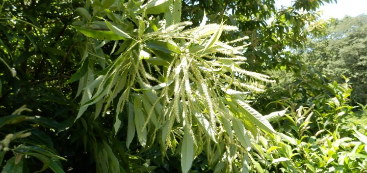 栗の花も盛大に咲いている。