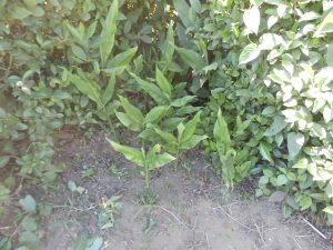 ミョウガも綺麗に整理した
