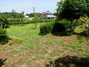 やはりこの時期雑草の伸びが早い