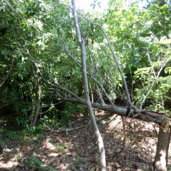 藤岡の草刈り。栗畑の栗の木が折れていた。 合わせて我々の栗畑の栗の木が折れていた