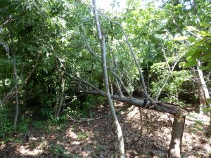 合わせて我々の栗畑の栗の木が折れていた