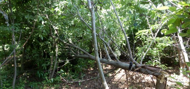合わせて我々の栗畑の栗の木が折れていた
